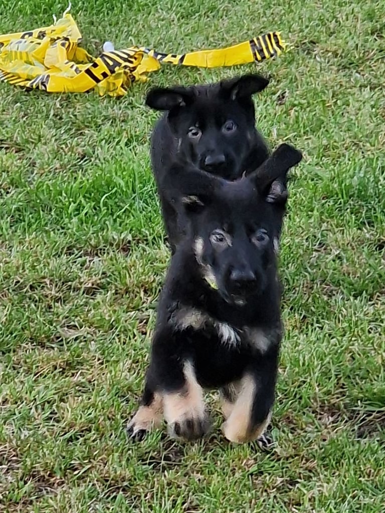 Kc reg Czech working line gsd puppies 