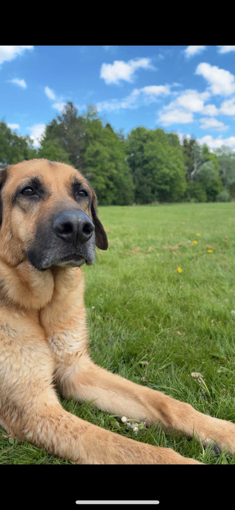 image for German shepherd 