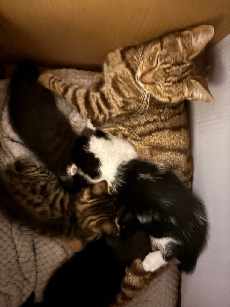 Beautiful kittens looking for their forever home 