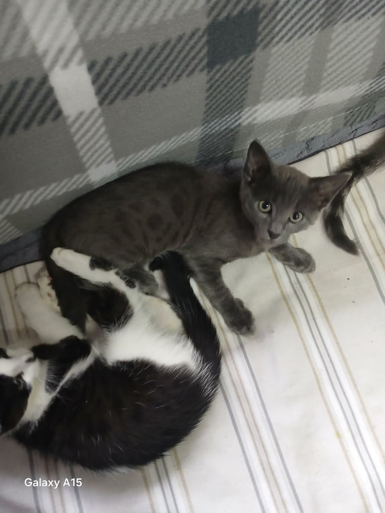 Bengal kittens male females available