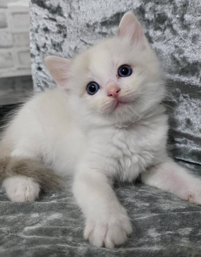 Stunning Ragdoll Male Kittens 