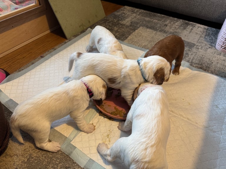 Gorgeous F2b Cockapoo puppies ready to reserve