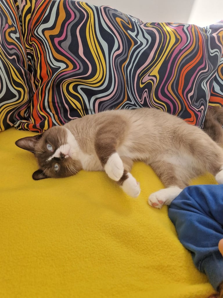Male Ragdoll