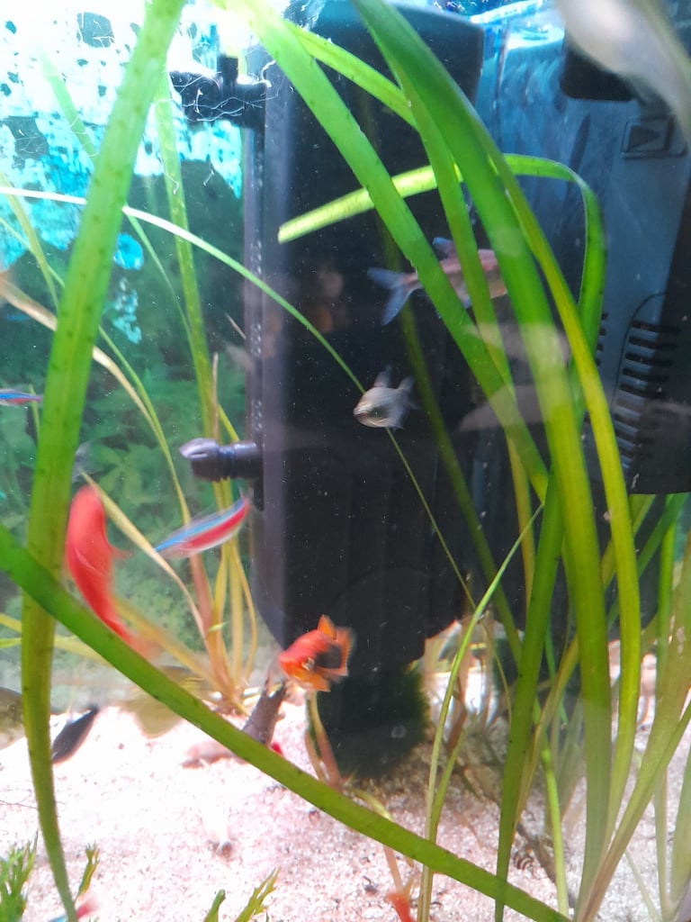 Tropical fish for sale 