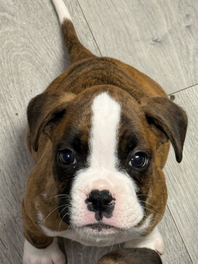 Beautiful boxer puppies 
