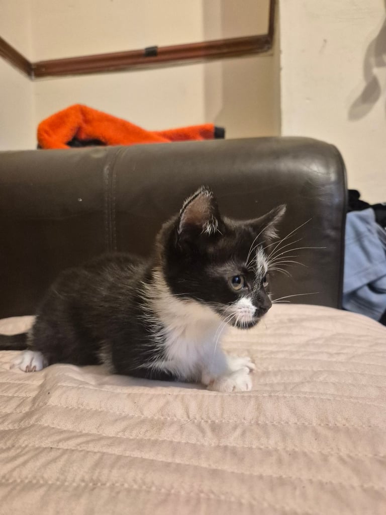 3 gorgeous female kittens. urgent. £45