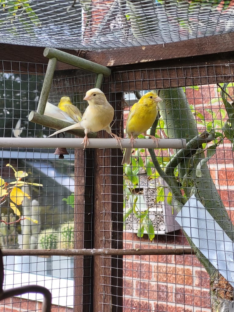 image for 3 Female Canaries for Sale