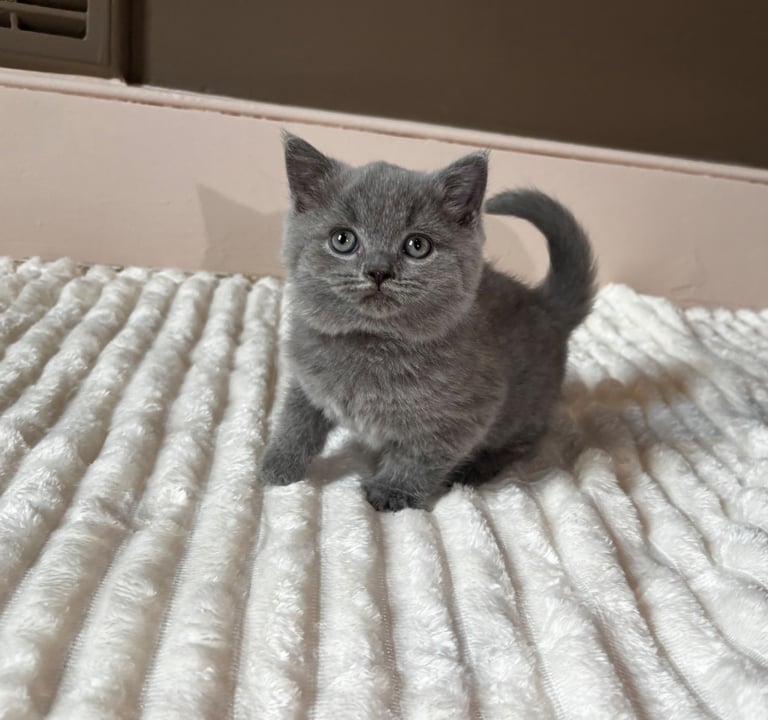 GCCF BRITISH SHORTHAIR & BRITISH LONGHAIR KITTENS