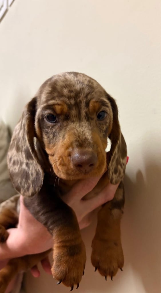 image for 3 Pedigree miniature smooth dachshund puppies available now- £950 each 