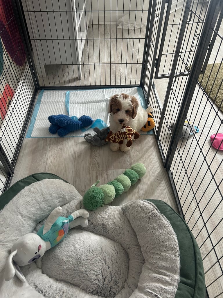 8 Panel puppy playpen