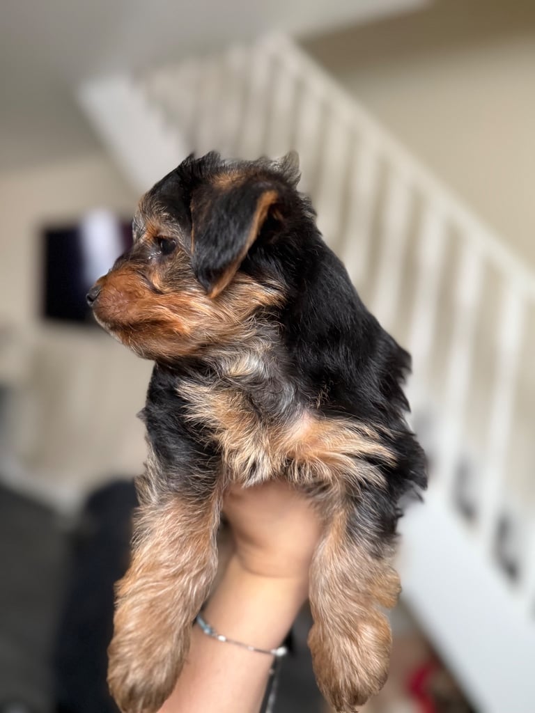  Full Breed Yorkshire Terrier Boy – 8 Weeks Old 