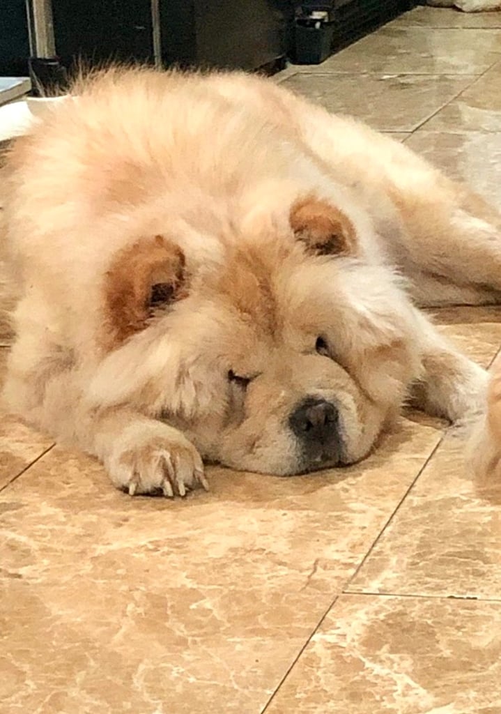 🩷 GORGEOUS KC FEMALE CHOW FOR SALE!!!! 🩷