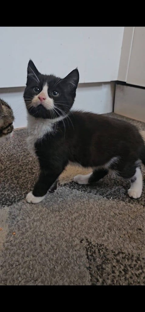 image for kittens and cats for sale