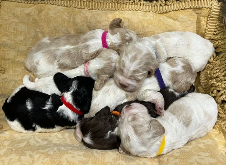 ✨ Show Cocker Spaniel Puppies For Sale ✨