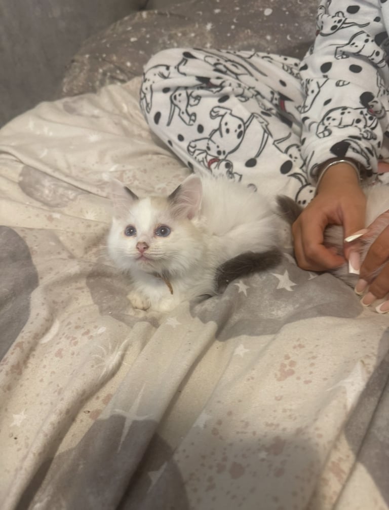 Ragdoll kittens for sale GCCF 