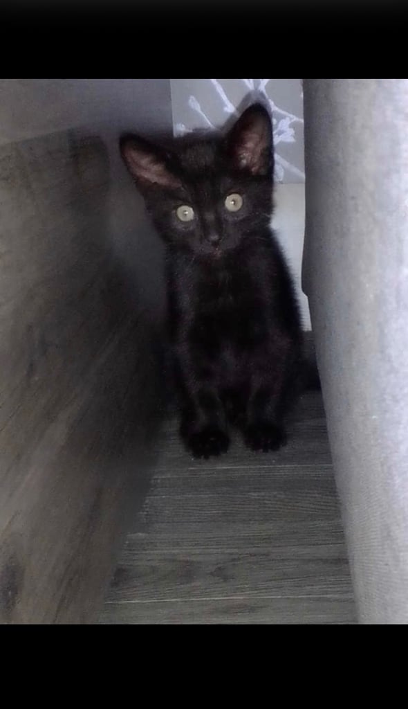  Black kitten looking for forever home