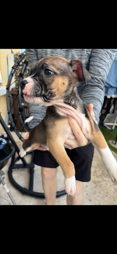 Bulldog/staffy mix 