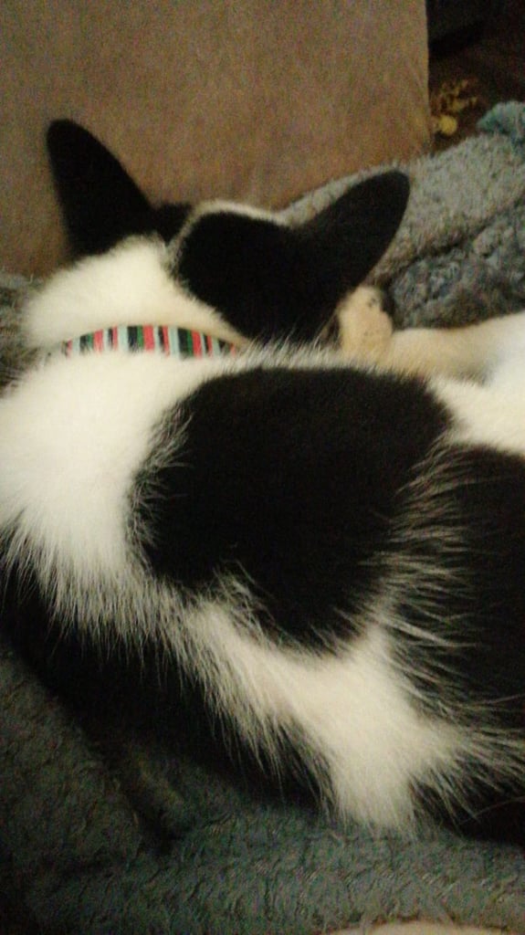 Samusky puppy female