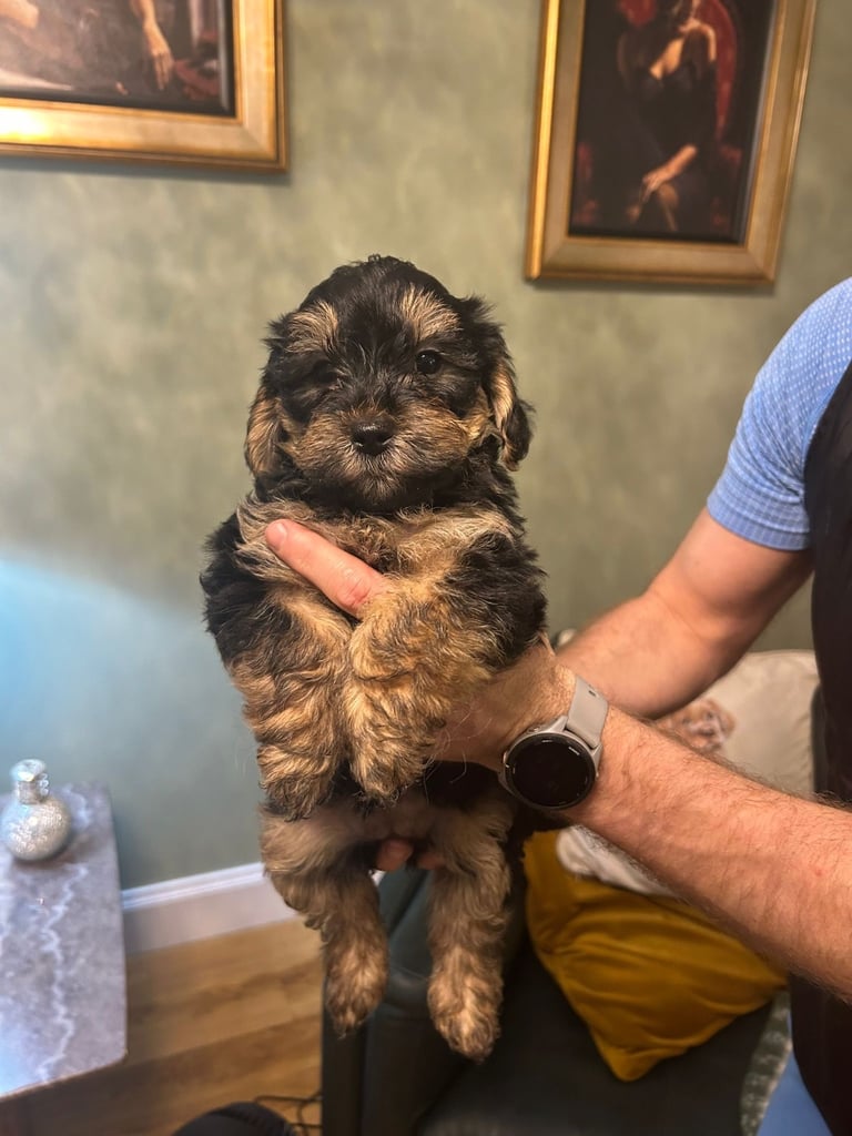 Yorkiepoo Puppies 