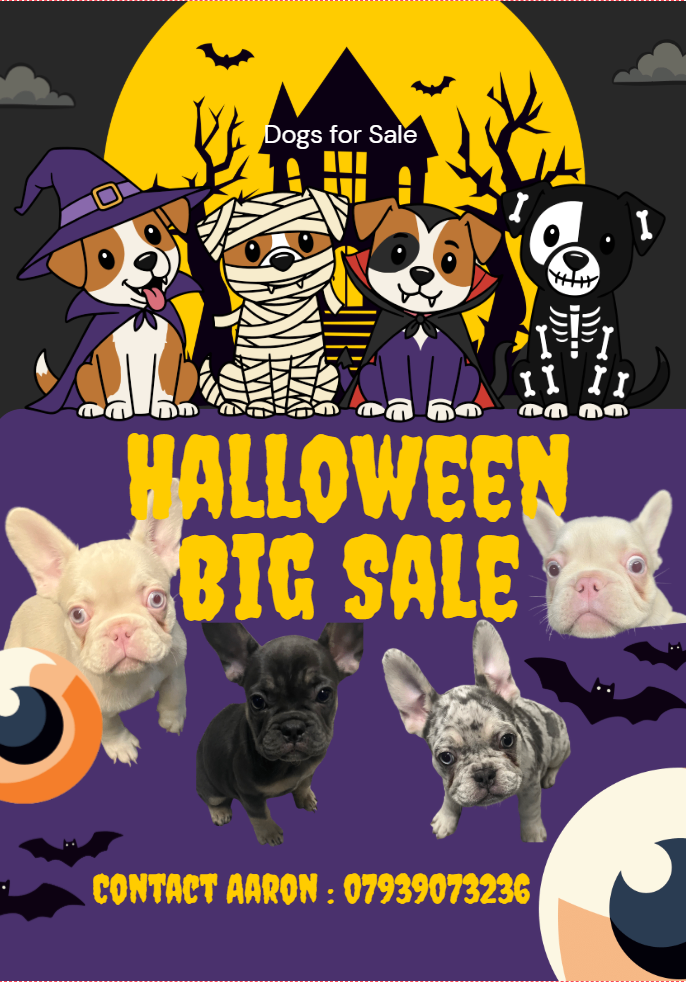 3x 11 week old French Bulldogs for sale!