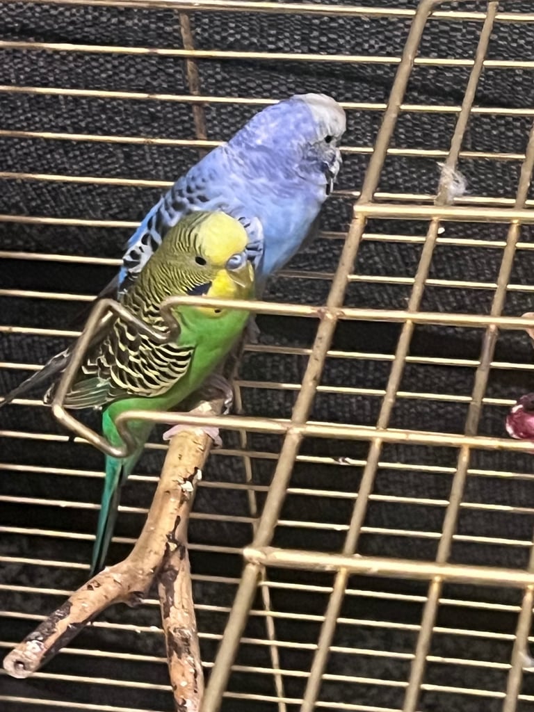 budgies for sale