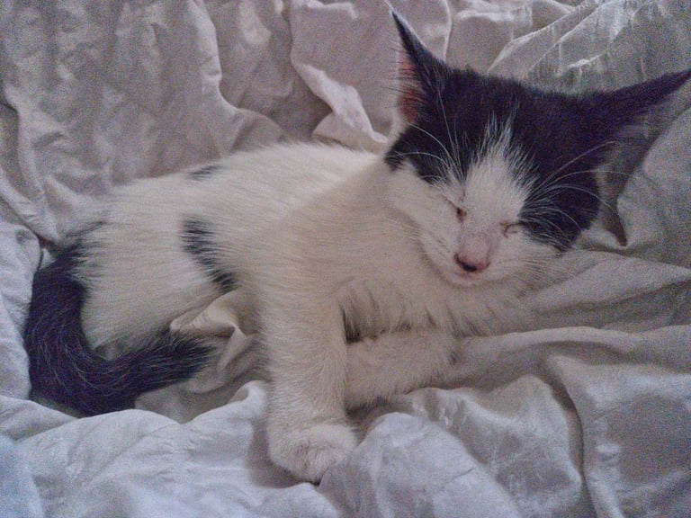 Gorgeous babies ready for new homes. Can deliver. £100 ono