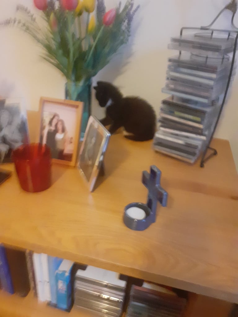 Pretty Tuxedo Kitten Looking For Love