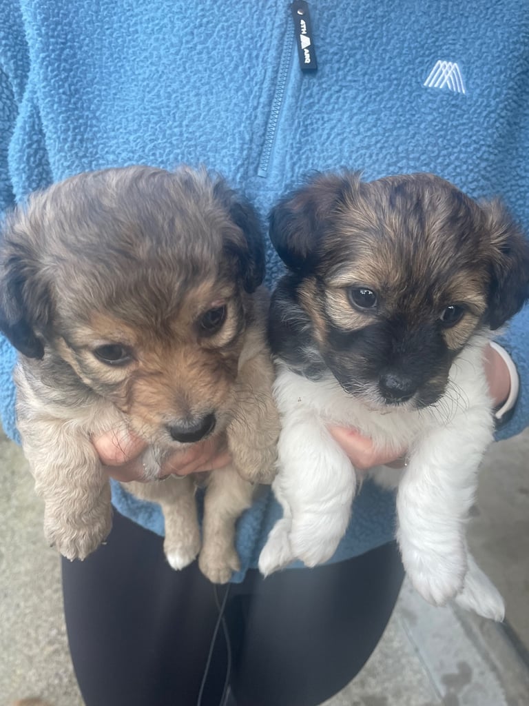 Puppies