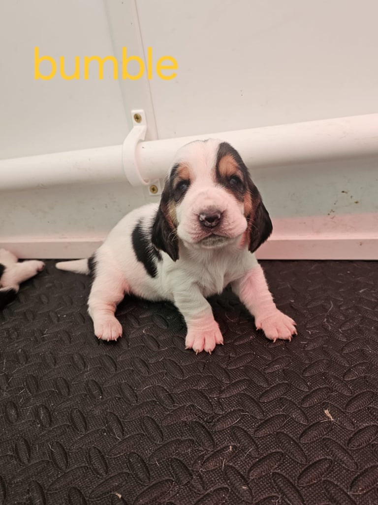 Chunky Bassett Hound Puppies 