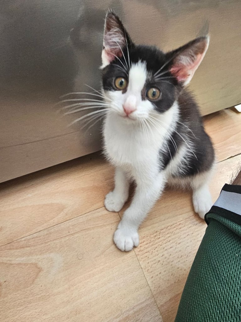 4  cats/kittenfor sale. 