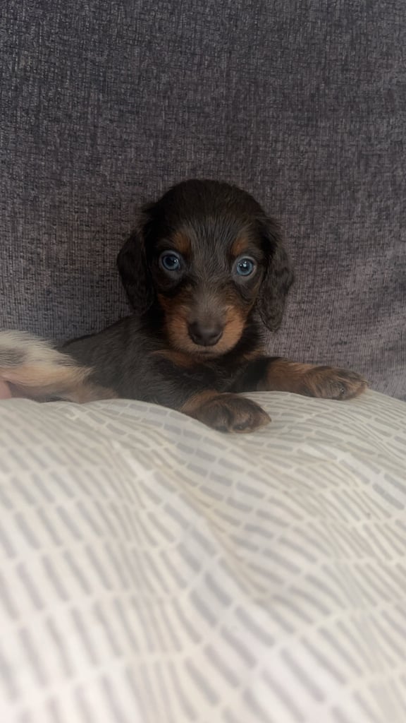 Longhaired dachshund puppy boy 