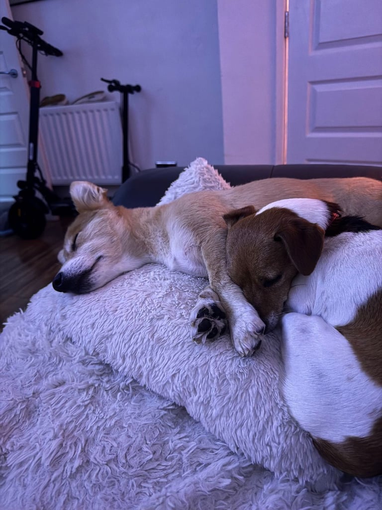 Re-homing two older dogs 