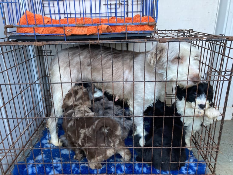 Bearded Collie Cross Miniature Poodle Puppies