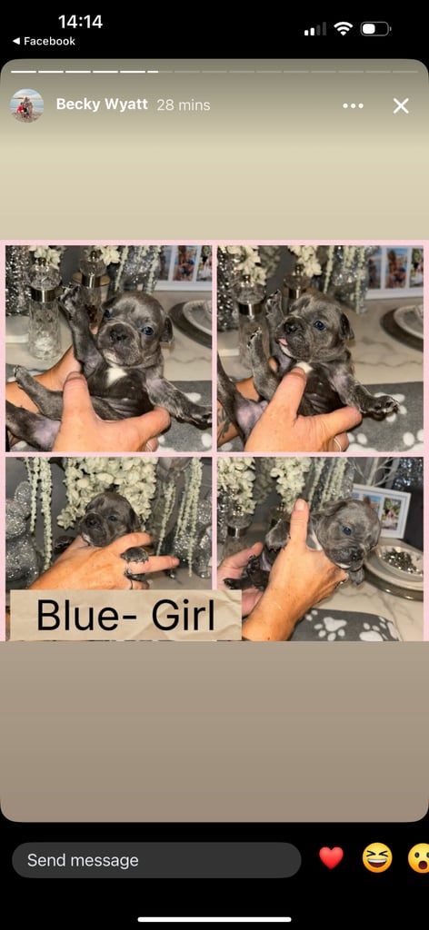 K c Frenchie puppies 