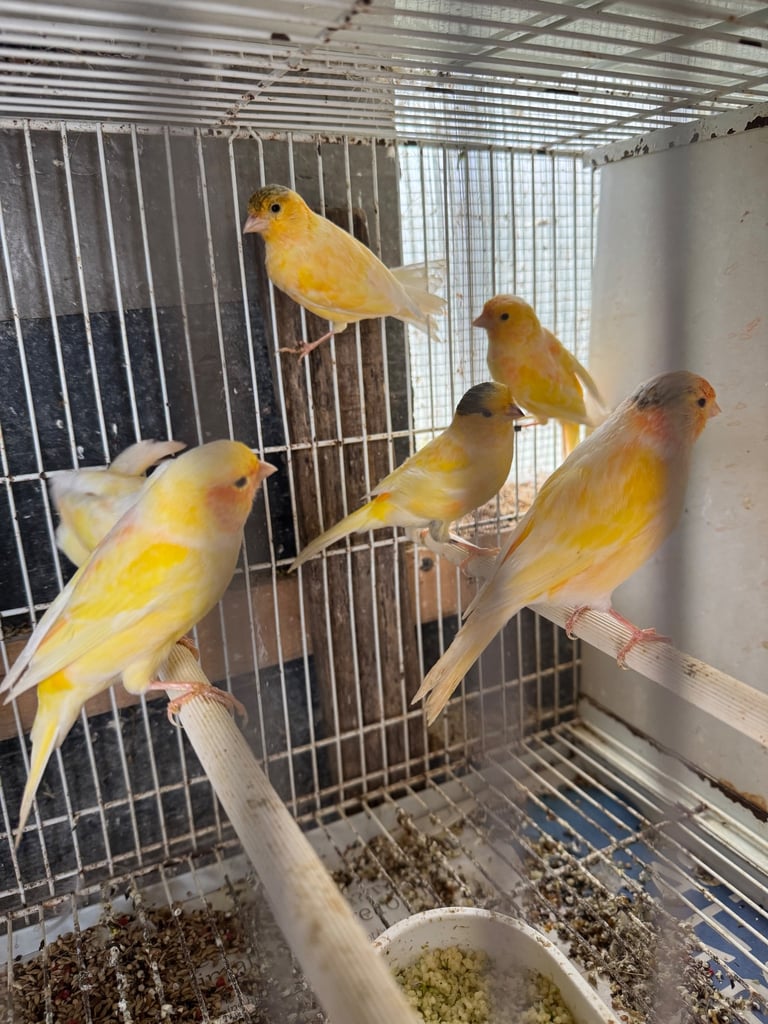 Canary, zebra for sale