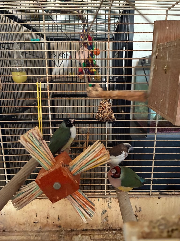 Birds and cages for sale 