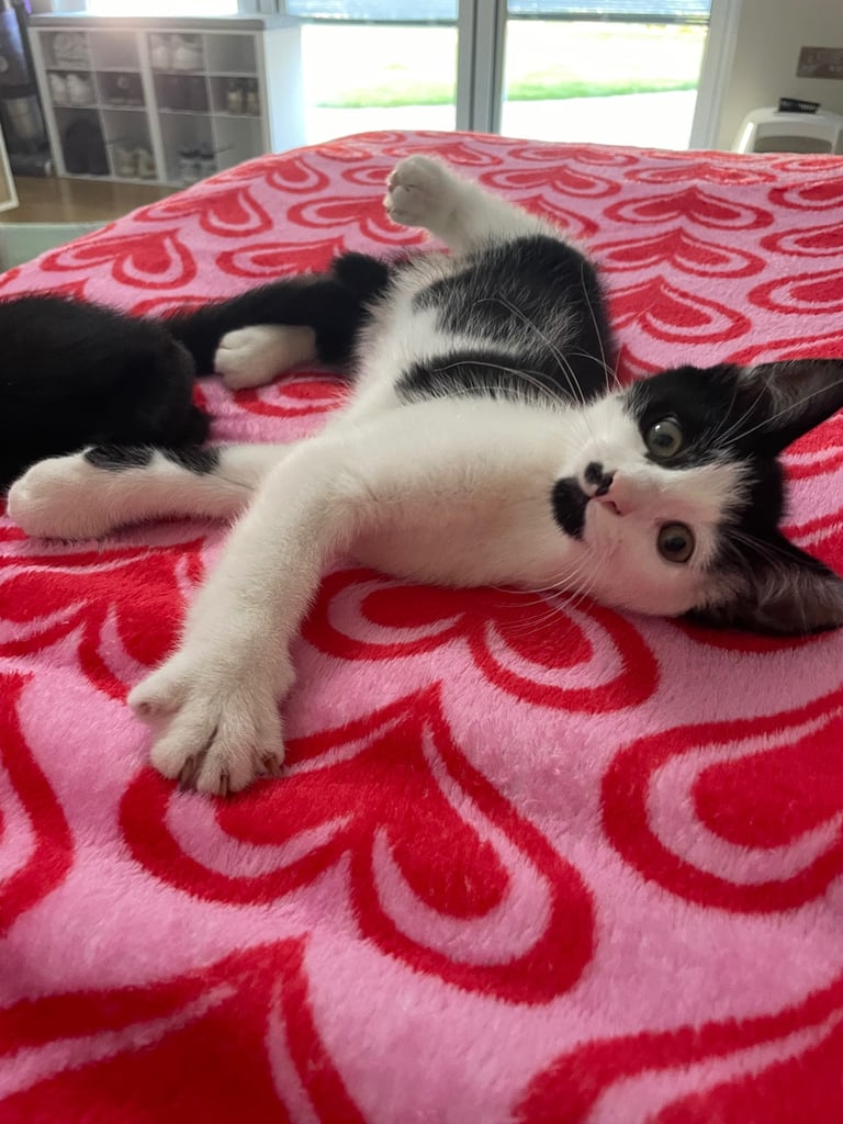 Ozzy & Oscar - Bonded Pair 🐾