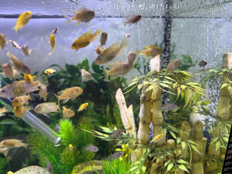 Malawi mbuna african mixed cichlids for sale 