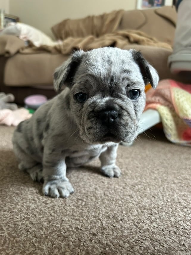 Only 3 boys left, 5 ⭐️ French bulldogs carrying fluffy 😍