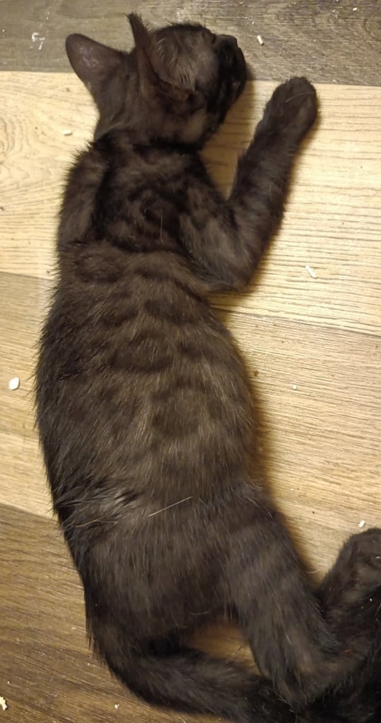 image for Bengal Mix Kittens 