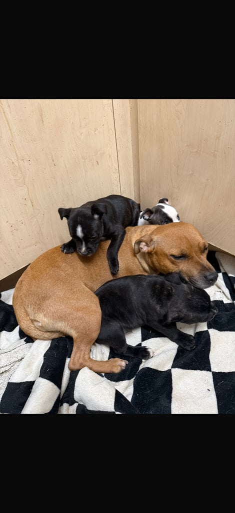 Staffordshire bull terrier puppies 