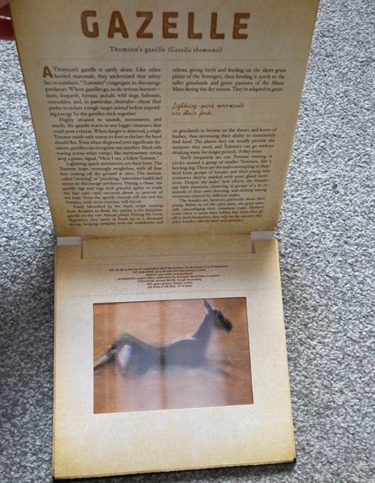 Safari-A photicular book📕 