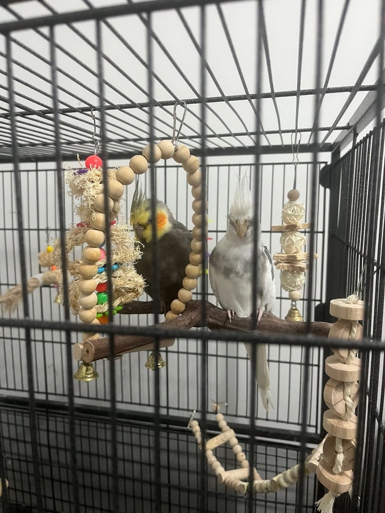 Cockatiel Birds for Sale