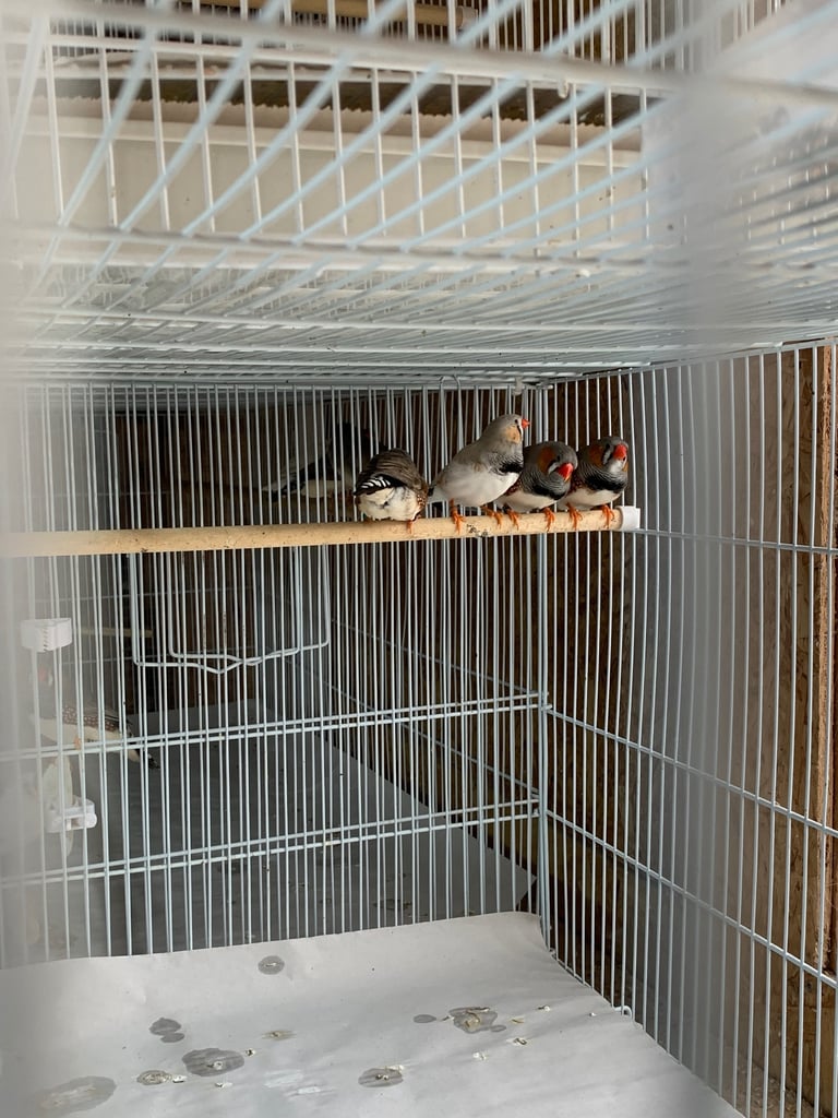 Diamond Dove £10 and Zebra Finches £5