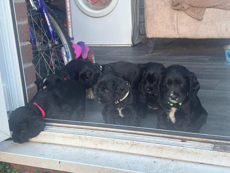 Beautiful cocker spaniels 