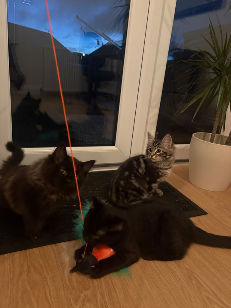 2 beautiful ragdoll tabby kittens ready for there forever homes