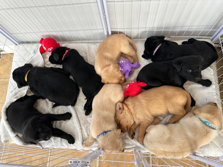 4 week old puppies ready to sell and go in 3 weeks time 