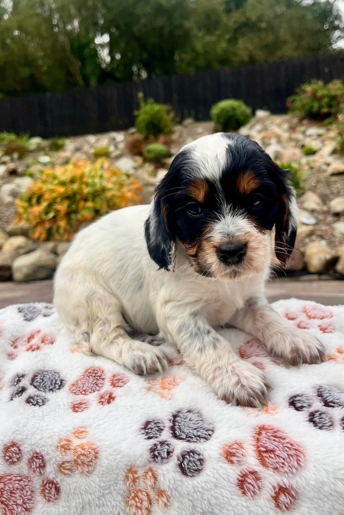 Cocker Spaniel pups 🐶 Looking for Forever Homes🐶