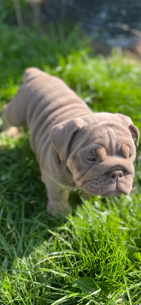 Bulldog puppies 8 weeks old