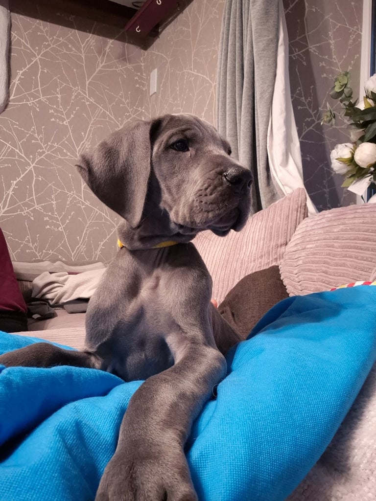 Great Dane puppies ready to go 